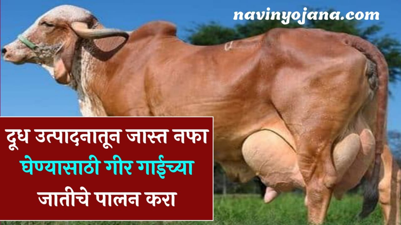 Gir Cow