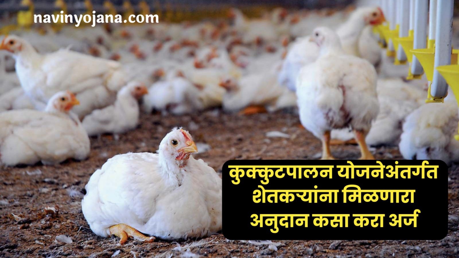 Poultry farming 2023