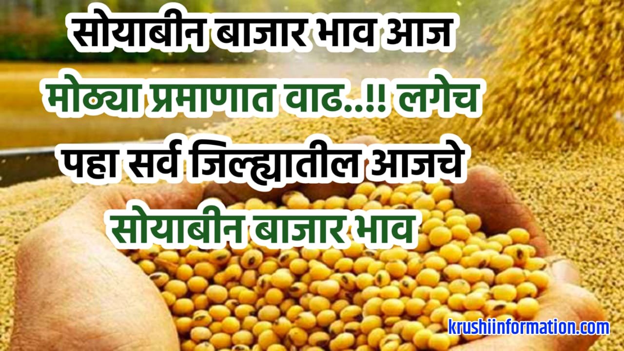 Soyabean Rate Today