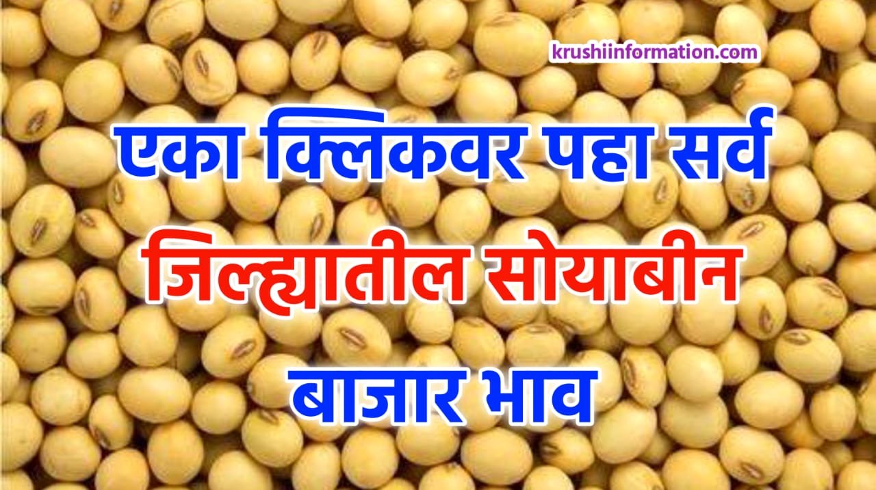 Soyabean Rate Today