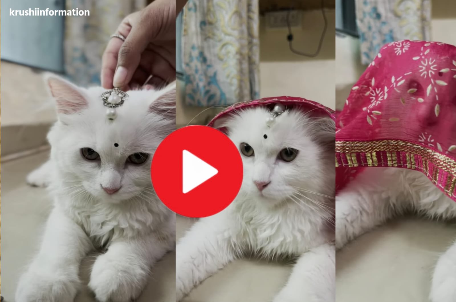 Pink saree awesome video