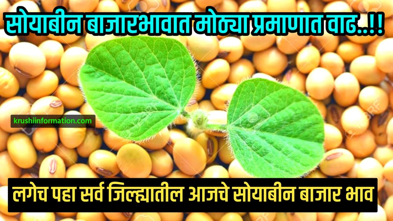 Soyabean rate today