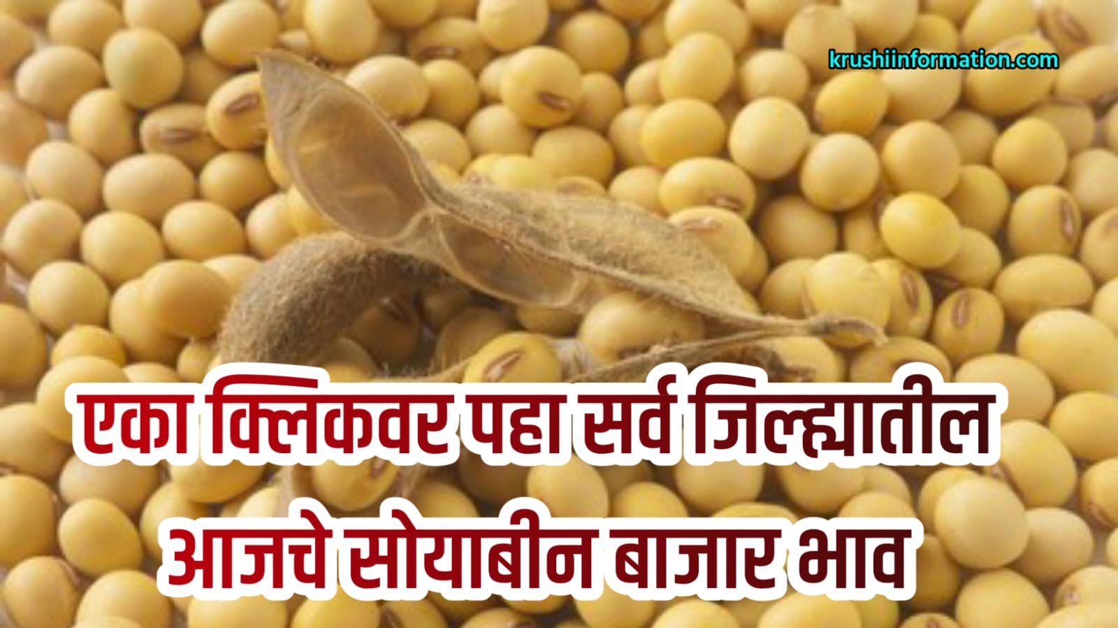 Soyabean Rate Today