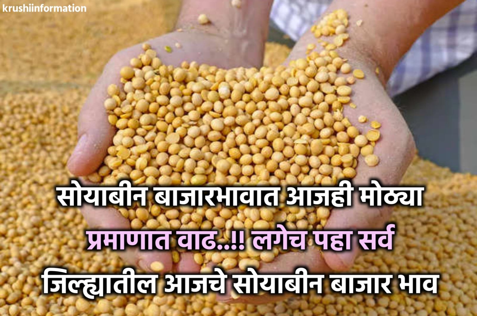 Soyabean Rate Today