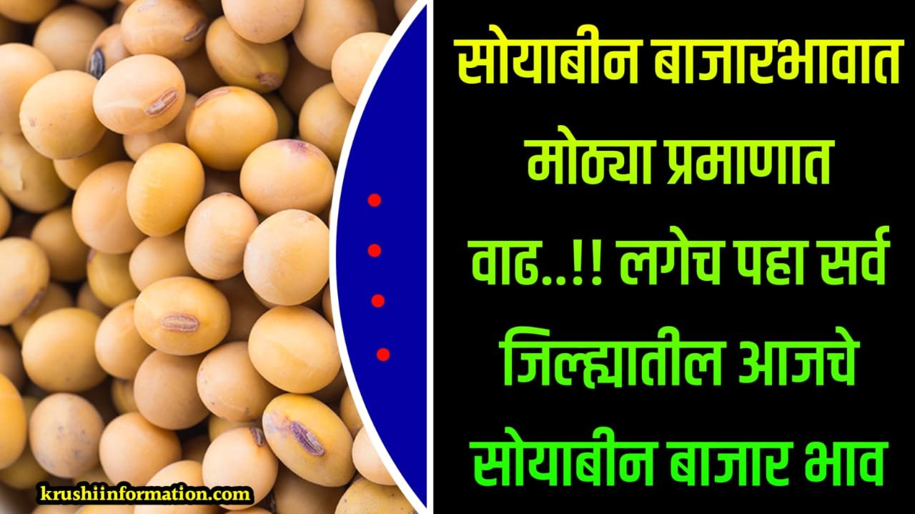 Soyabean Rate Today