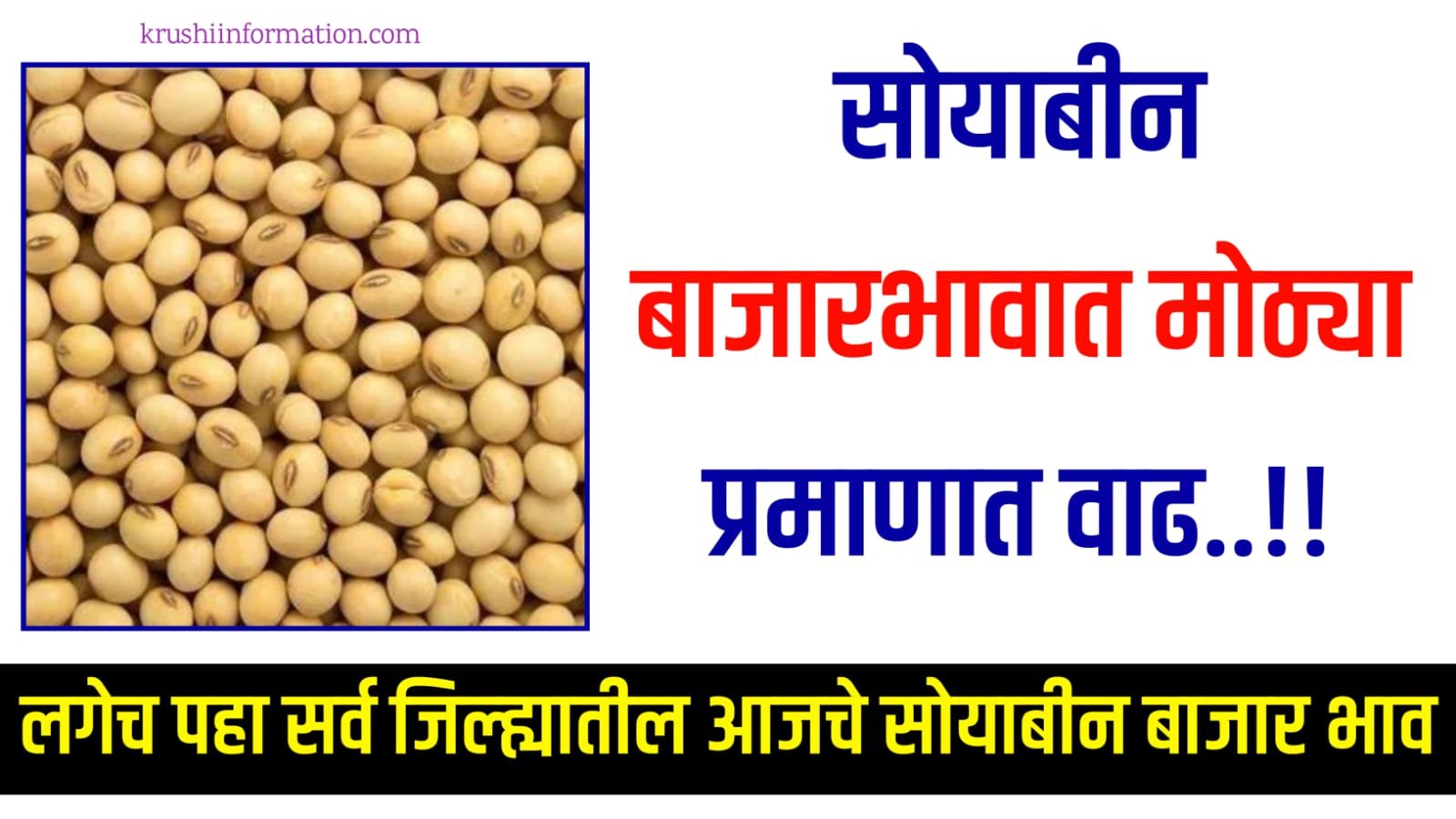 Soyabean Rate Today