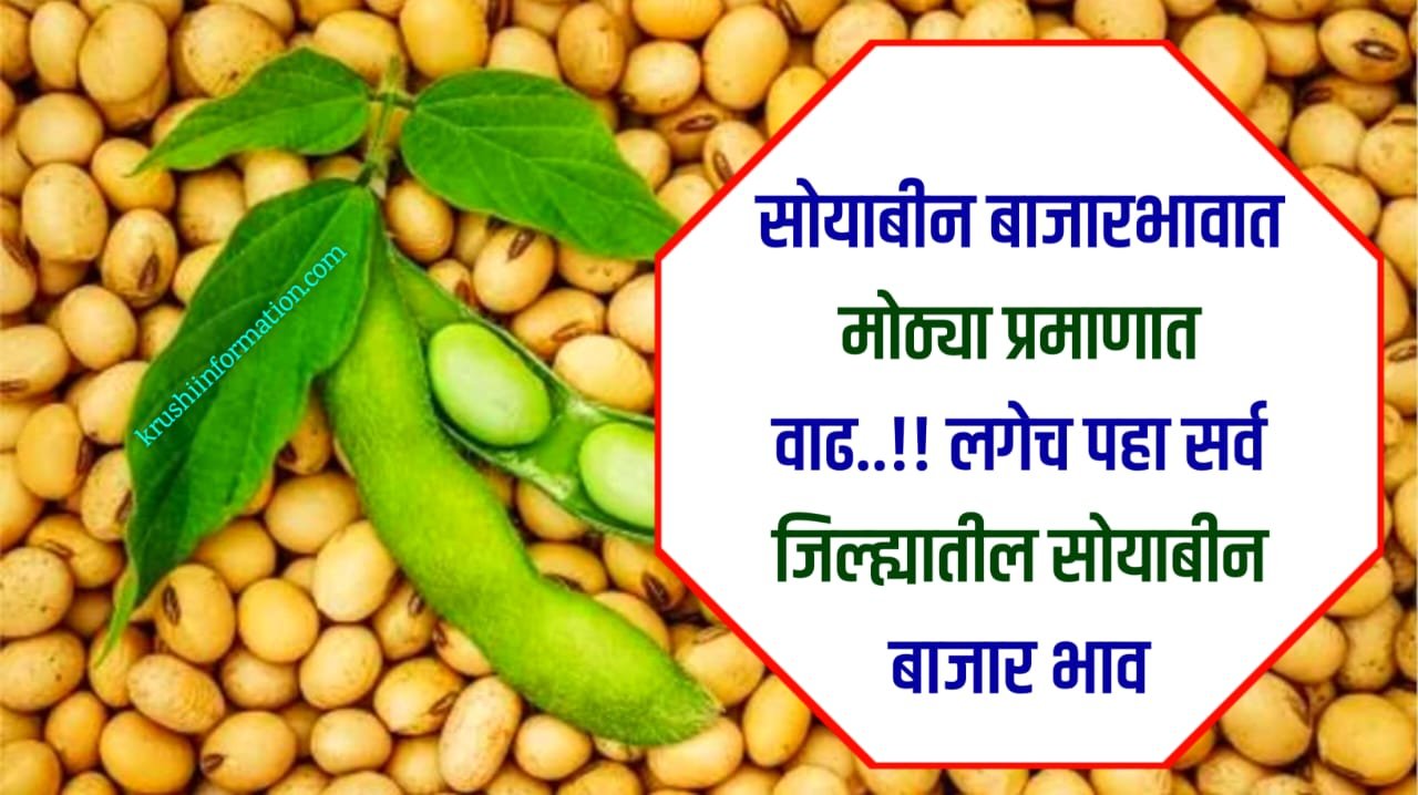 Soyabean Rate Today