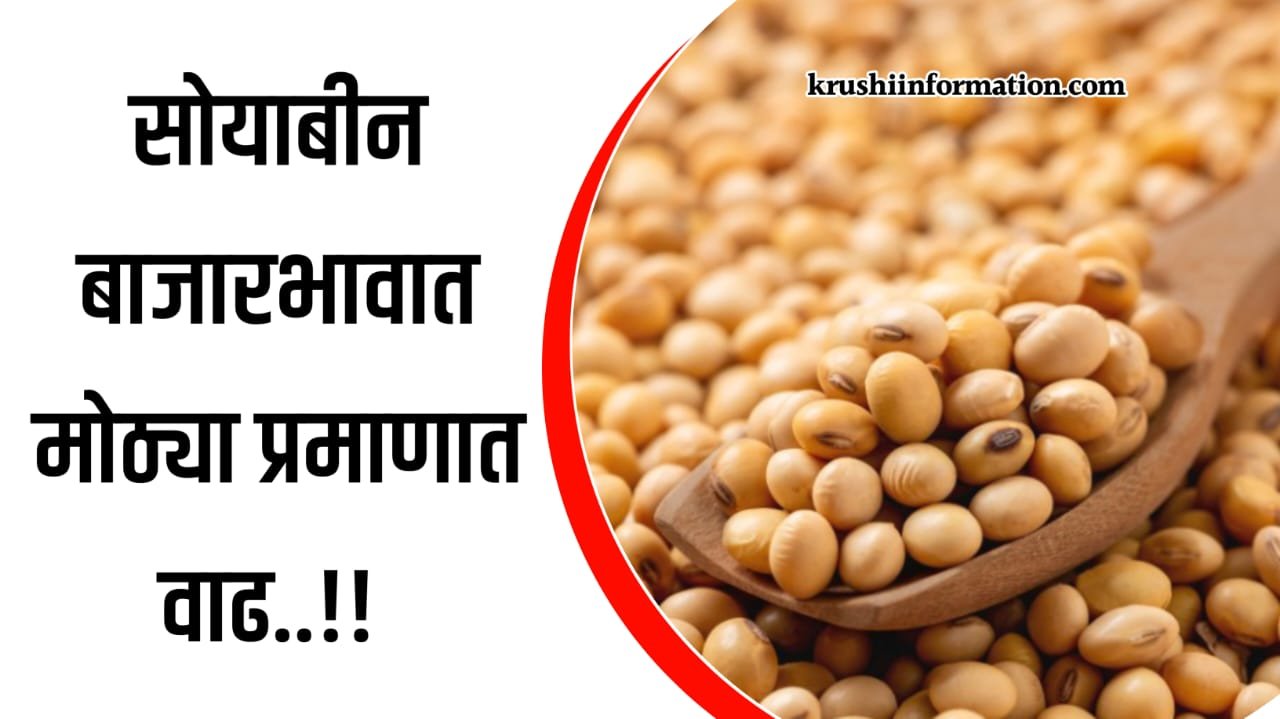 Soyabean Rate Today