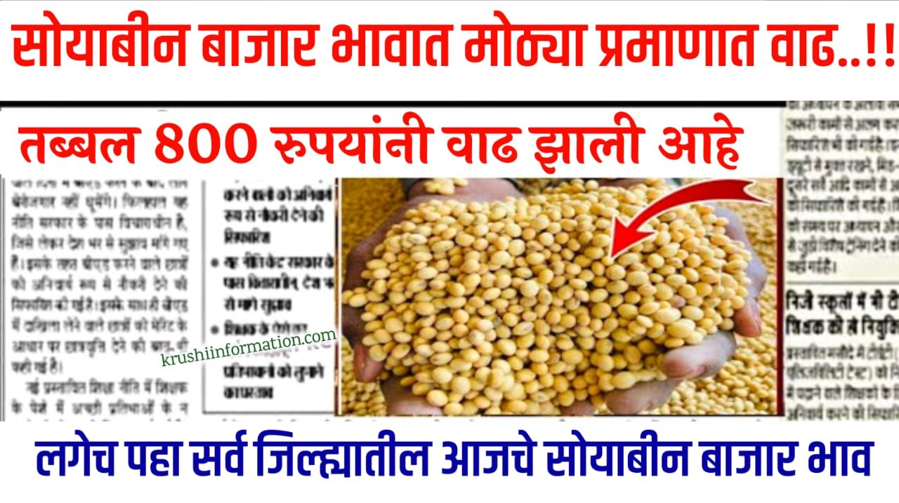 Soyabean Rate Today