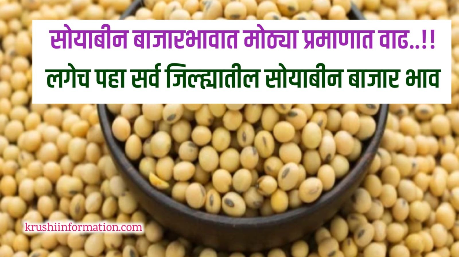 Soyabean Rate Today